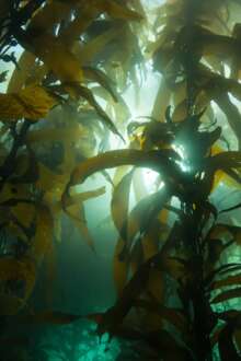 Uma floresta marinha.